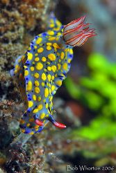Hypselodoris sp. Taken in Lembeh with the D200 & 105 in I... by Dr Bob Whorton 